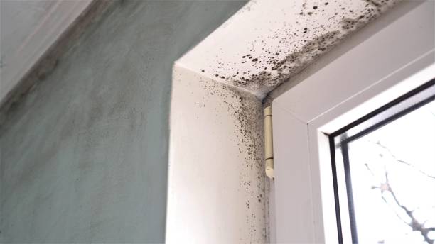 Mold Testing and Removal in Florida City, FL