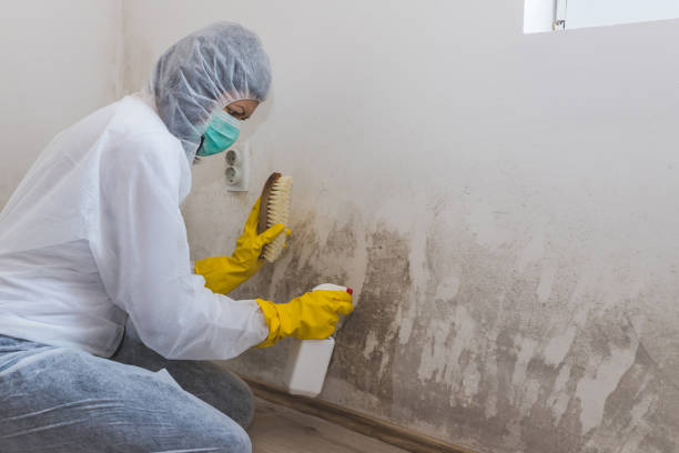Mold Removal and Inspection in Florida City, FL