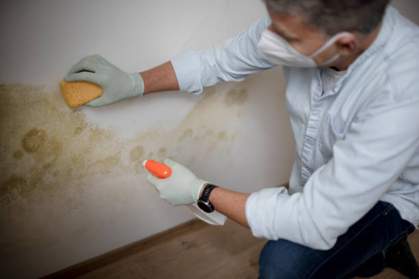 Best Commercial Mold Removal  in Orida City, FL