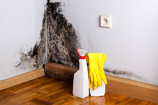 Best Mold Cleaning Services  in Orida City, FL