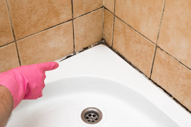 Best Attic Mold Removal  in Orida City, FL