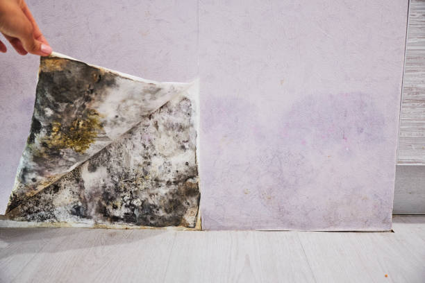 Best Home Mold Removal  in Orida City, FL